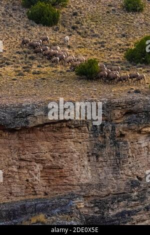 Große Herde von Bighorn Schafen, Ovis canadensis, grasen über Bighorn See von Barry's Landing, in Bighorn Canyon National Recreation Area, in der Nähe von Lovel Stockfoto