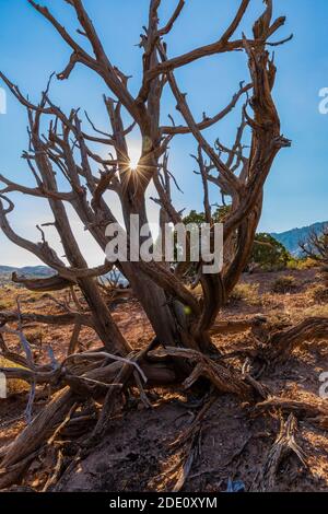 Dead Utah Juniper, Juniperus osteosperma, Bäume in Bighorn Canyon National Recreation Area, in der Nähe von Lovell, Wyoming, USA Stockfoto