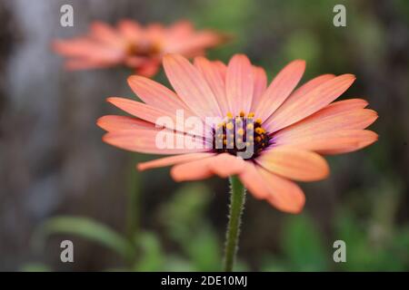 Zwei rosa afrikanische Gänseblümchen, die in einem Garten zusammenwachsen. Lebendige, fröhliche und schöne Szene erinnert an den Frühling Stockfoto