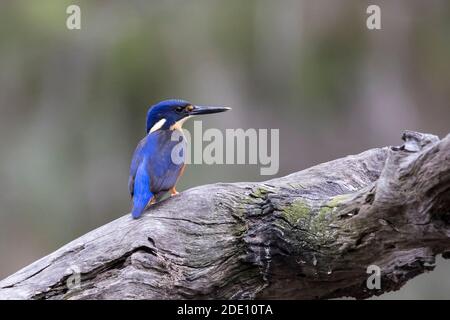 Azure Kingfisher auf Log Stockfoto