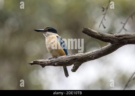 Der heilige Eisvogel thront auf einem Ast Stockfoto