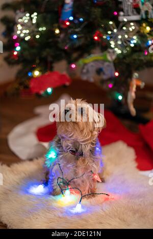 Der kleine Yorkshire Terrier Hund sitzt mit Sehnen vor einem Weihnachtsbaum und schaut nach oben Stockfoto