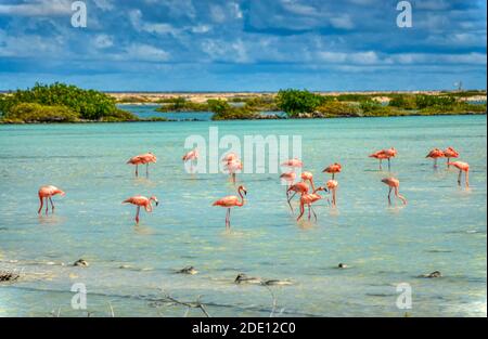 Flamingos auf der karischen Insel bonaire, Antillen, Niederländer. Schöner Wildtierplatz Stockfoto