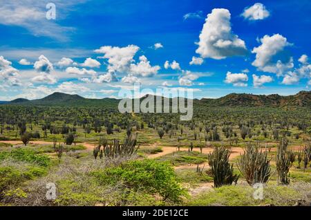 Küstenlandschaft auf der karibischen Insel bonaire, antillen abc Insel niederlande, Kaktus und Hügel Stockfoto