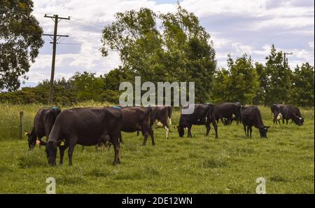 KALB AUF FELD VON NEUSEELÄNDISCHER FARM UND BERGHINTERGRUND Stockfoto