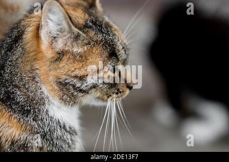 Profil einer Katze mit dem Schwanz eines Ingwers Katze davor Stockfoto