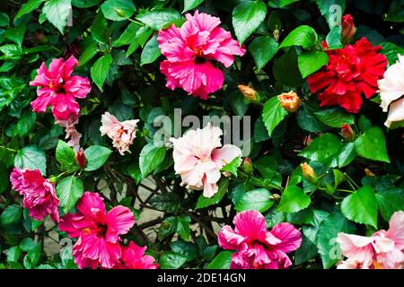 Hibiskusblütengruppe, rot, rosa, orange. Im Sommer auf madeira, selektiver Fokus. Stockfoto