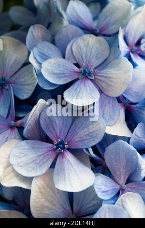 Blau und lila Hortensienblüten Stockfoto