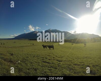 KALB AUF FELD VON NEUSEELÄNDISCHER FARM UND BERGHINTERGRUND Stockfoto