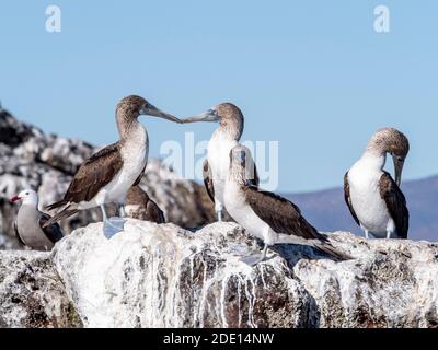 Blaufußboobies für Erwachsene (Sula nebouxi), Santa Rosalia, Baja California Sur, Mexiko, Nordamerika Stockfoto