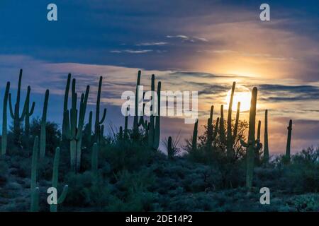 Der super Vollmond steigt über saguaro Kaktus (Carnegiea gigantea), Sweetwater Preserve, Tucson, Arizona, Vereinigte Staaten von Amerika, Nordamerika Stockfoto