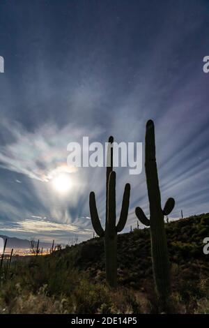 Der super Vollmond steigt über saguaro Kaktus (Carnegiea gigantea), Sweetwater Preserve, Tucson, Arizona, Vereinigte Staaten von Amerika, Nordamerika Stockfoto