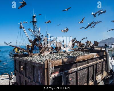 Braune Pelikane (Pelecanus occidentalis) in einer Sardinenverarbeitungsanlage, Puerto San Carlos, Baja California Sur, Mexiko, Nordamerika Stockfoto