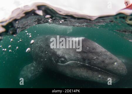 Kalifornische Grauwal-Kalb (Eschrichtius robustus), San Ignacio Lagoon, Baja California Sur, Mexiko, Nordamerika Stockfoto