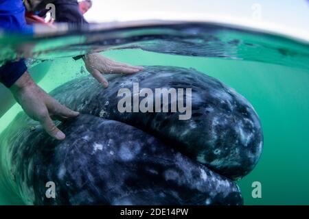 Kalifornische Grauwal Kalb (Eschrichtius robustus), mit menschlichen Händen, San Ignacio Lagoon, Baja California Sur, Mexiko, Nordamerika Stockfoto