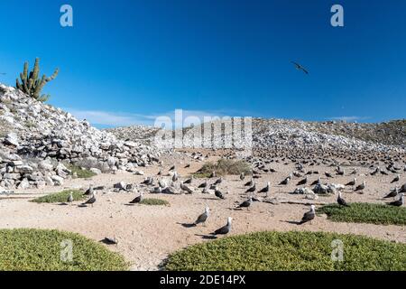 Heermann-Möwe (Larus heermanni) Brutkolonie in der inneren Lagune auf Isla Rasa, Baja California, Mexiko, Nordamerika Stockfoto