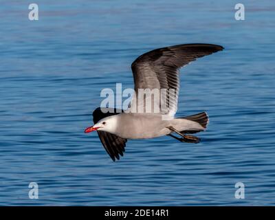 Erwachsene Heermann-Möwe (Larus heermanni), im Flug bei Isla Rasa, Baja California, Mexiko, Nordamerika Stockfoto