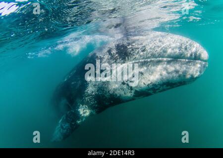 California Grauwal Kalb (Eschrichtius robustus) unter Wasser, San Ignacio Lagune, Baja California Sur, Mexiko, Nordamerika Stockfoto