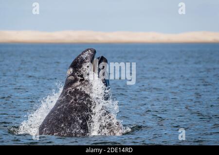 Kalifornische Grauwal-Kalb (Eschrichtius robustus), Kopf-lunging in San Ignacio Lagoon, Baja California Sur, Mexiko, Nordamerika Stockfoto