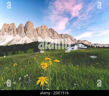 Wildblumen rund um die Glatsch Alm mit Geisler im Hintergrund bei Sonnenuntergang, Val di Funes, Südtirol, Dolomiten, Italien, Europa Stockfoto