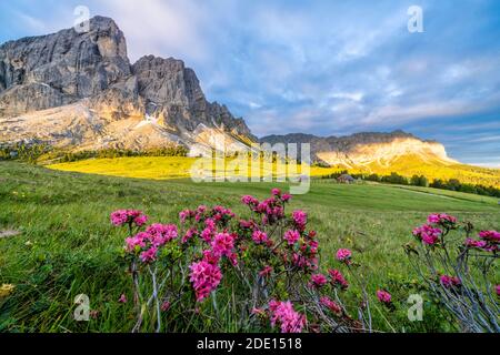 Sonnenaufgang über dem Peitlerkofel und den blühenden Rhododendren, Passo Delle Erbe, Dolomiten, Südtirol, Italien, Europa Stockfoto