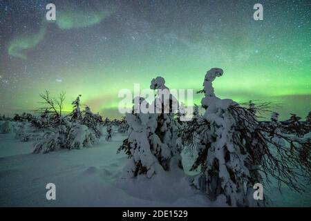 Winterwald bedeckt mit Schnee unter den grünen Nordlichtern (Aurora Borealis), Pallas-Yllastunturi Nationalpark, Muonio, Lappland, Finnland Stockfoto