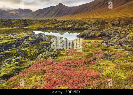 Moor Wortleberry im Herbst rot kolonisierend das Berserkjahraun Lavafeld, nahe Skykkisholmur, Snaefellsnes Halbinsel, Island, Polarregionen Stockfoto