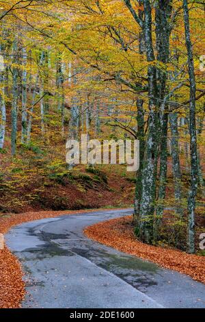 Wald im Herbst, Casentinesi Wälder Nationalpark, Apenninen, Toskana, Italien, Europa Stockfoto