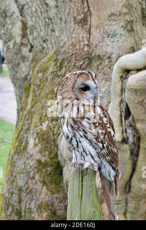 Kleine braune Waldkauz (strix aluco), die auf einem Baumstumpf sitzt und sich mit der Rinde des Baumes im Hintergrund vermischt Stockfoto