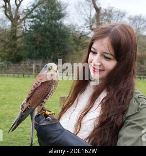 Eine junge Dame mit langen braunen Haaren, die einen kleinen braunen Turmfalken (falco tinnunculus) mit einem Falknerhandschuh hält Stockfoto