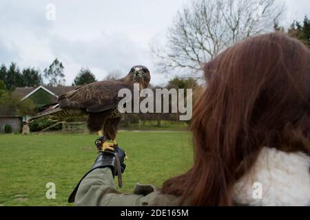 Eine Dame mit langen braunen Haaren, die einen Harris's Hawk (Parabuteo unicinctus) auf einem Falknerhandschuh hält Stockfoto