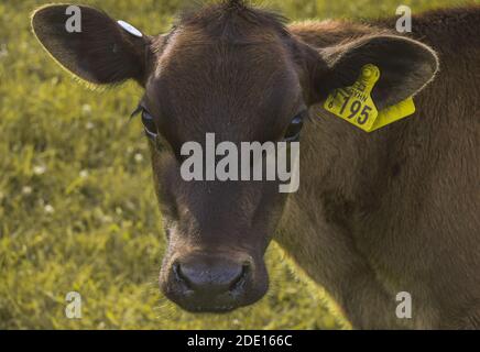 KALB AUF FELD VON NEUSEELÄNDISCHER FARM UND BERGHINTERGRUND Stockfoto