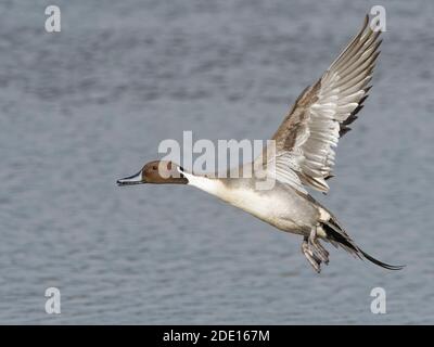 Nördliche Pintail (Anas acuta) drake im Flug über einem Sumpfgebiet, Gloucestershire, England, Großbritannien, Europa Stockfoto