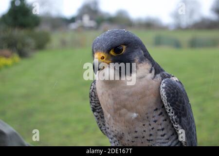 Nahaufnahme eines wunderschönen blau-grauen Wanderfalken (falco peregrinus). Regentropfen perlen auf ihren Federn, während sie sich aufragen. Scharfer gelber Schnabel und intensive Augen Stockfoto