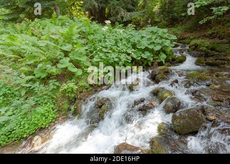 Kleiner Gebirgsbach Stockfoto