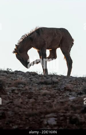 Fohlen Wild Horse, Equus ferus caballus, der Pryor Mountain Wild Horse Range, Kratzen Nase mit Hinterfuß in Bighorn Canyon National Recreation Ar Stockfoto