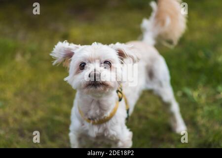 Kleiner Hund will spielen Stockfoto