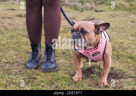 Eine französische Bulldogge, die neben einer Frau in Strumpfhosen und Stiefeln steht. Stockfoto