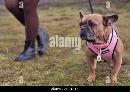 Eine französische Bulldogge, die neben einer Frau in Strumpfhosen und Stiefeln steht. Stockfoto