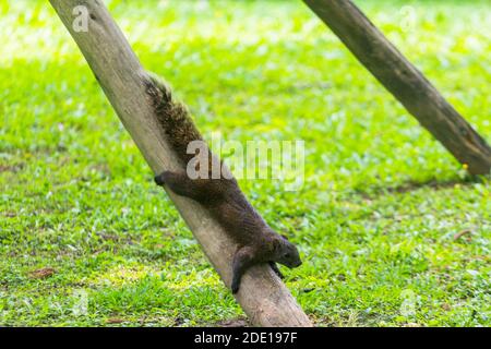 Ein Eichhörnchen im Chiang Kai-shek Memorial Hall Park in Taipei, Taiwan Stockfoto