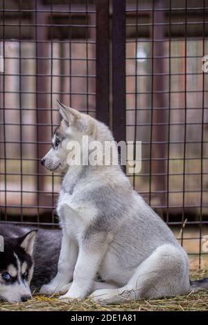 Großplan Welpen sibirischen Husky, in einem Käfig befindet. Mehrere Welpen liegen in einem Käfig. Stockfoto