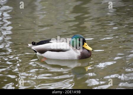 Schwimmen Sie Enten an einem kühlen, erfrischenden Herbsttag in Ontario. Stockfoto