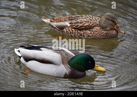 Schwimmen Sie Enten an einem kühlen, erfrischenden Herbsttag in Ontario. Stockfoto