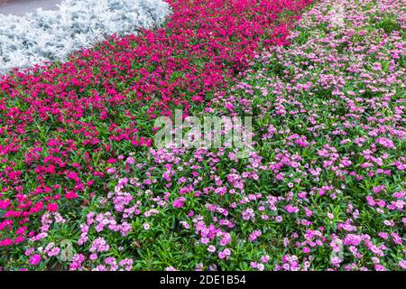 Blumenbeete im 2/28 Peace Park in Taipei, Taiwan Stockfoto