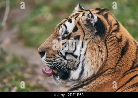 Neuwied, Deutschland. November 2020. Ein Tiger im Neuwied Zoo leckt sich gelangweilt über den Mund. Aufgrund der koronabedingten teilweisen Sperrung sind die Zoos derzeit geschlossen. Bestimmte Tierarten ändern offensichtlich ihr Verhalten. (To dpa: Zoos in partieller Sperre - Tiere reagieren auf Stille). Quelle: Thomas Frey/dpa/Alamy Live News Stockfoto