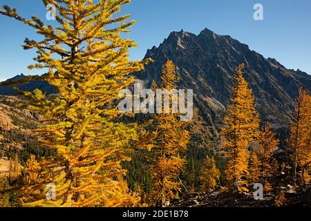 WA18558-00...WASHINGTON - Alpine Lärche in brillanter Herbstfarbe mit Blick auf Mount Stuart entlang Ingalls Weg in der Alpine Lakes Wildnis. Stockfoto