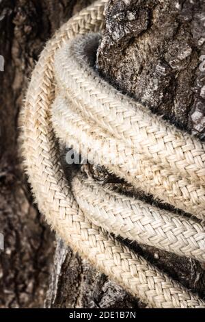 Seil um einen Baumstamm - Nahaufnahme Stockfoto