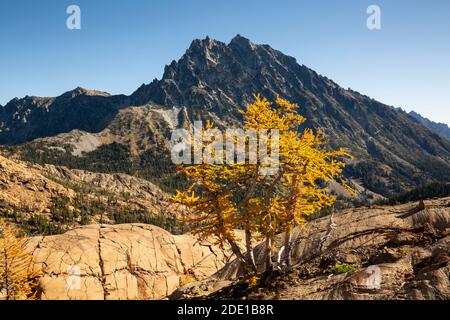 WA18568-00...WASHINGTON - Gletscherstreifen auf Felsen mit alpiner Lärche in Herbstfarbe mit Blick auf Mt Stuart von Ingalls Way in Alpine Lakes Wilderness. Stockfoto