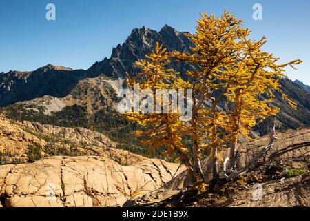 WA18570-00...WASHINGTON - Alpine Lärche in brillanter Herbstfarbe mit Blick auf Mount Stuart entlang Ingalls Weg in der Alpine Lakes Wildnis. Stockfoto