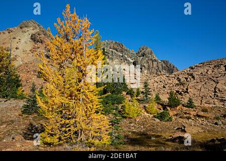 WA18572-00...WASHINGTON - Herbstfarbe auf einem subalpinen Lärchenbaum entlang des Ingalls Way Trail mit Ingalls Peak dahinter. Stockfoto